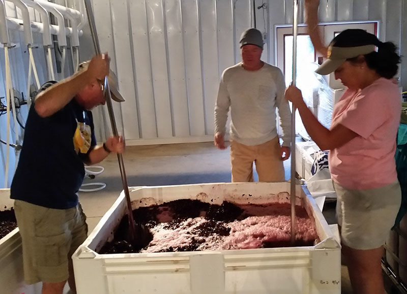 Two people mixing up grapes during fermentation.