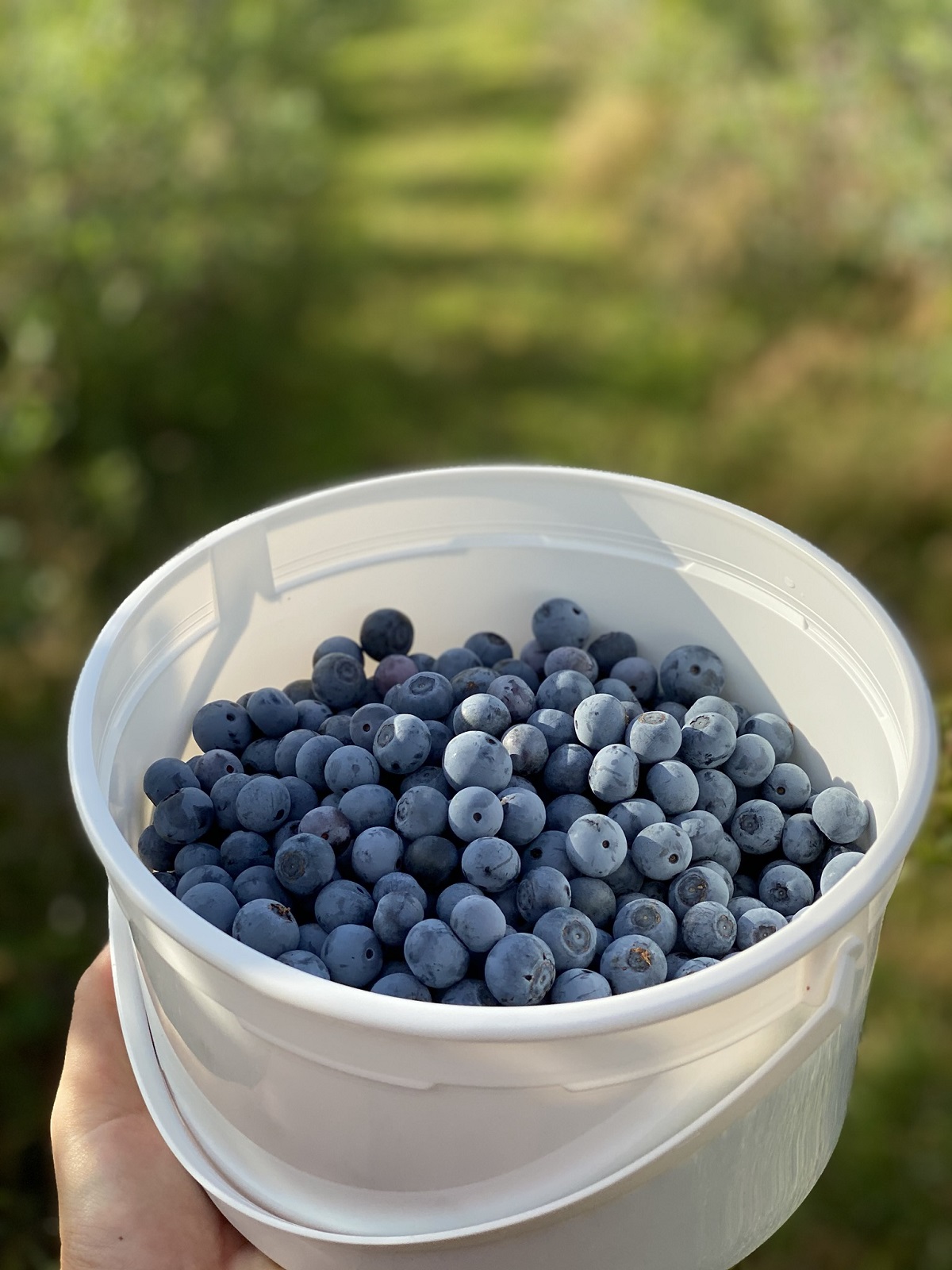 U-pick blueberry patch | Overmountain Vineyards
